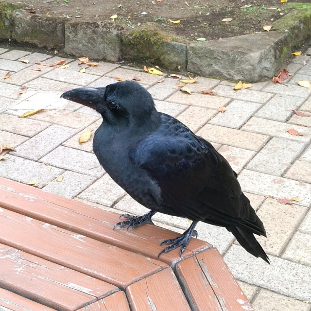 烏鳴き